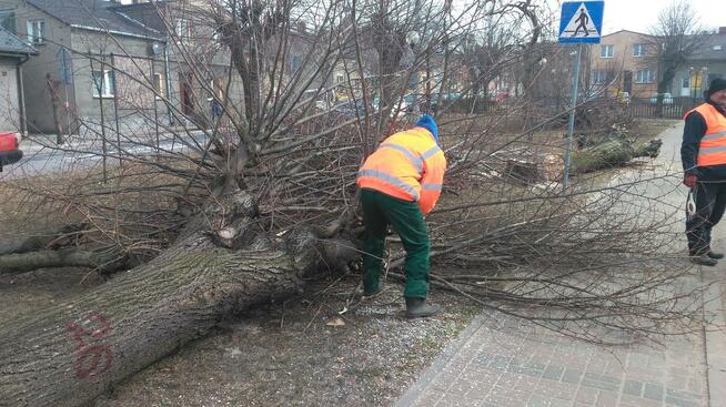 Wycinka i Karczowanie Drzew
