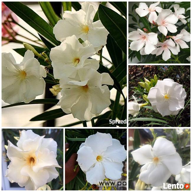 Żółty pachnący oleander