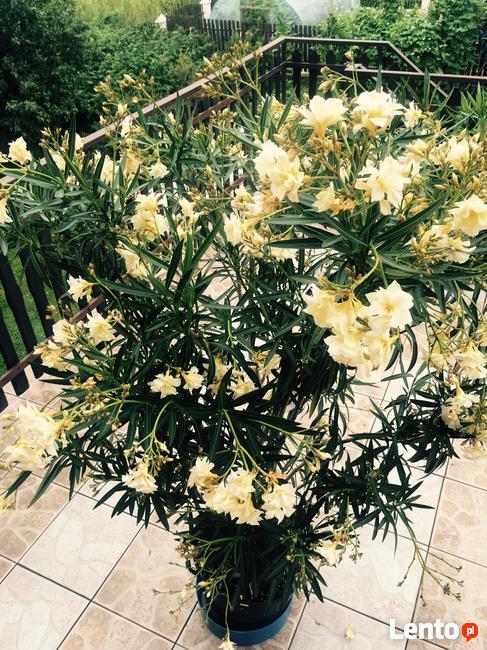 Żółty pachnący oleander