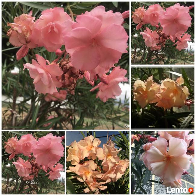 Żółty pachnący oleander