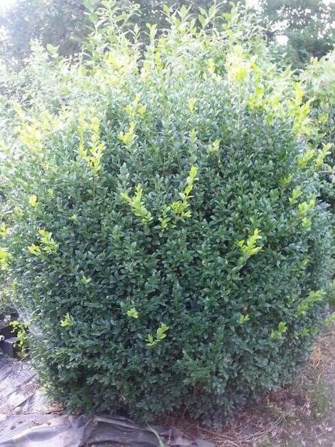 Sprzedam tanio bukszpan