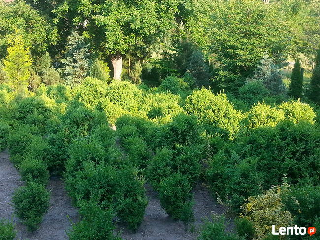 Sprzedam tanio bukszpan