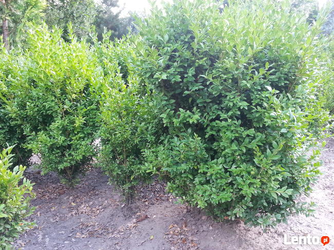 Sprzedam tanio bukszpan