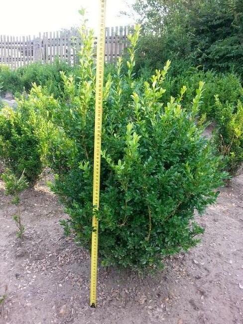 Sprzedam tanio bukszpan