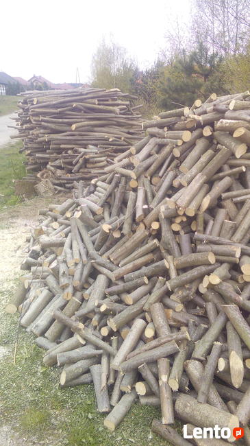 Wycinka drzew zadrzewień i zakrzaczeń