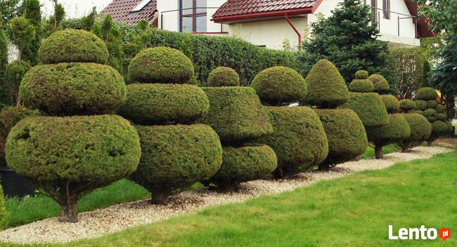 Formowanie i przycinanie drzew i krzewów, spirale, bonsai