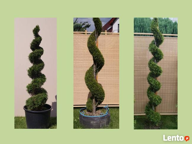 Formowanie i przycinanie drzew i krzewów, spirale, bonsai