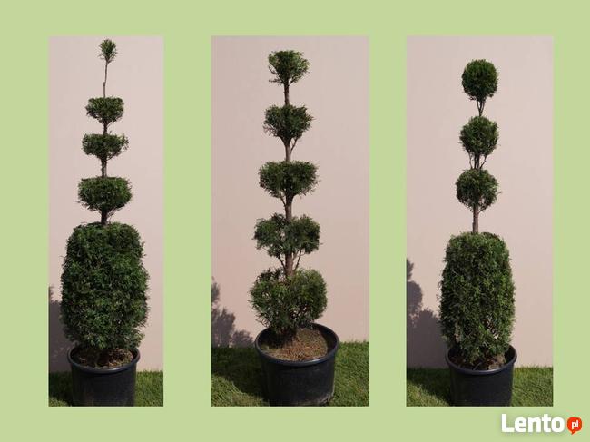 Formowanie i przycinanie drzew i krzewów, spirale, bonsai