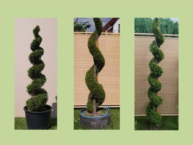 Krzewy formowane, spirale, bonsai, kule