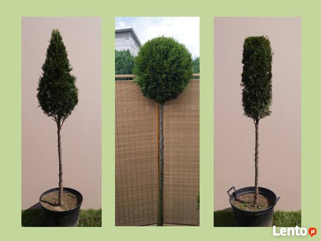 Krzewy formowane, spirale, bonsai, kule