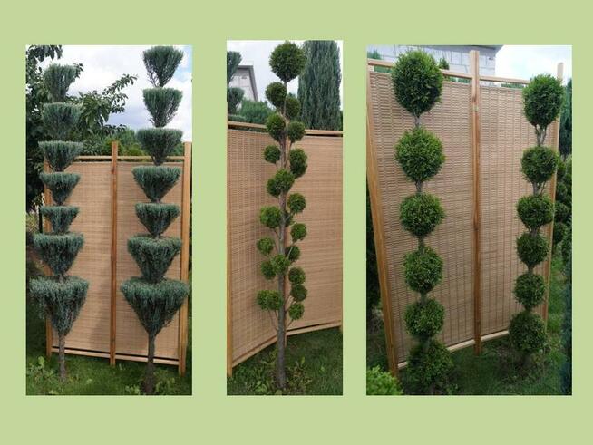 Krzewy formowane, spirale, bonsai, kule