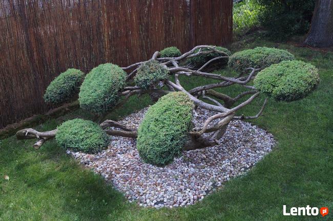 Krzewy formowane, spirale, bonsai, kule