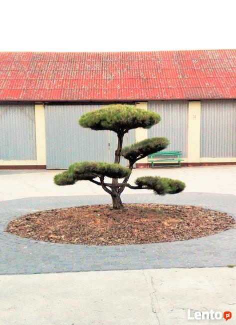 Krzewy formowane, spirale, bonsai, kule
