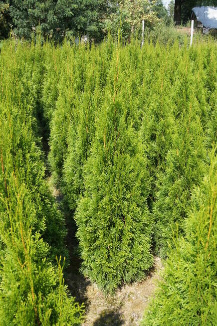 thuja szmaragd 130-140