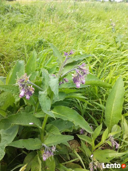 Żywokost lekarski Balsam Mazurski na 60% bioalkoholu