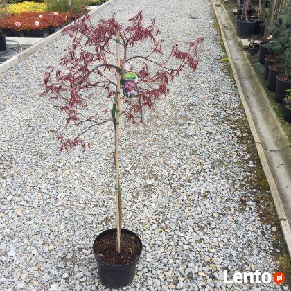 Klon palmowy garnet sadzonka 120 cm drzewo krzew ozdobny