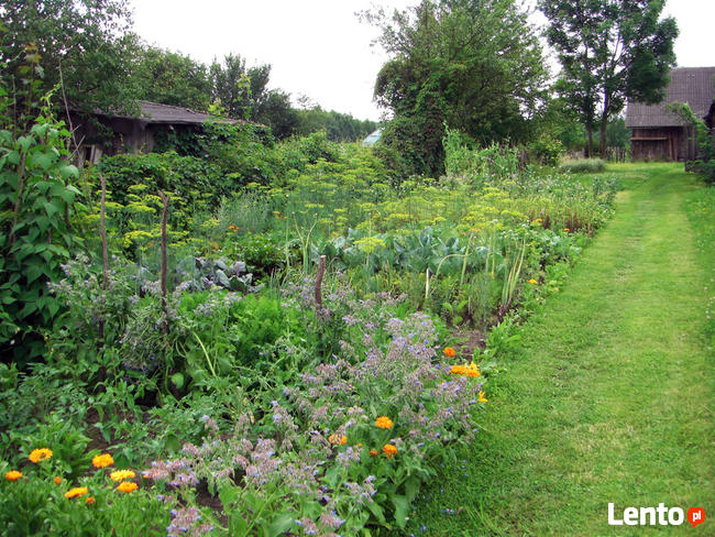 Dzialka w Bialowiezy