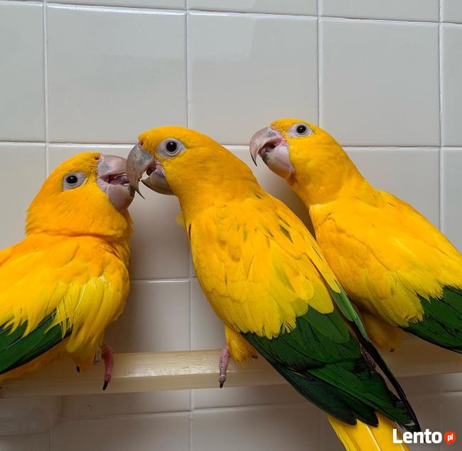 złote papugi, złote konury papugi