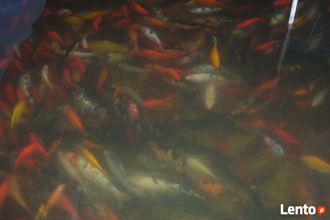 KARP Amur Lin Narybek