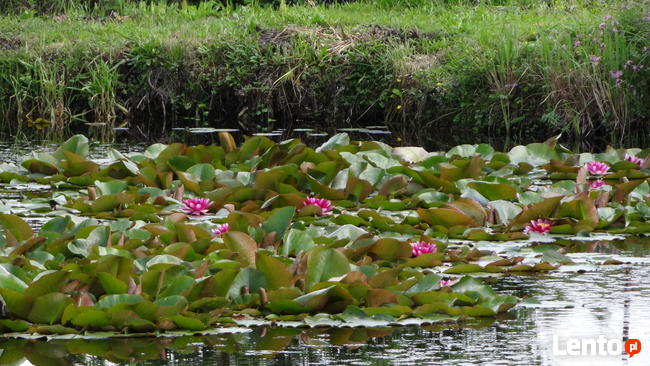 KARP Amur Lin Narybek