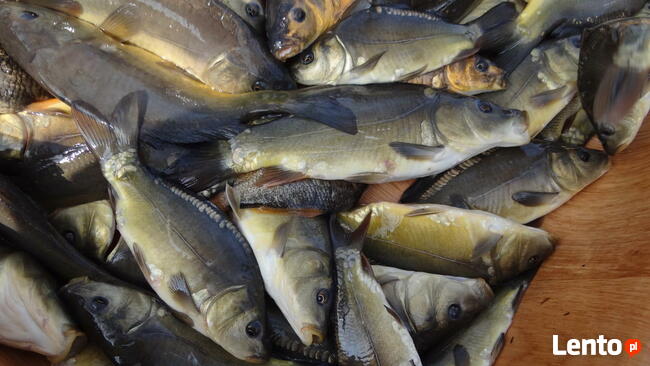 KARP Amur Lin Narybek