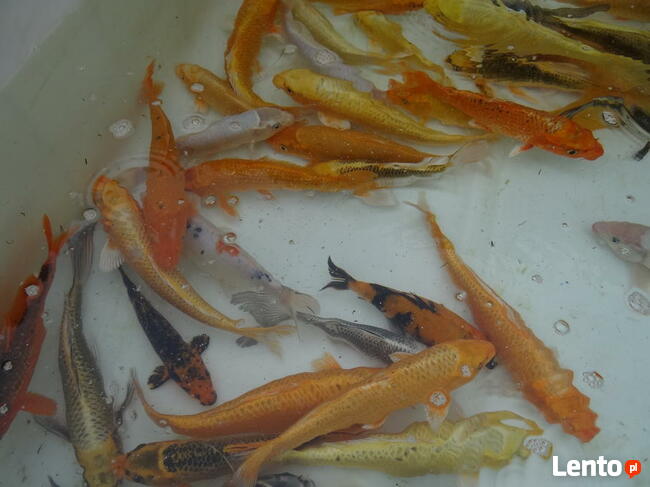 KARP Amur Lin Narybek