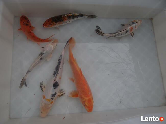 KARP Amur Lin Narybek