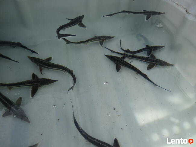 KARP Amur Lin Narybek