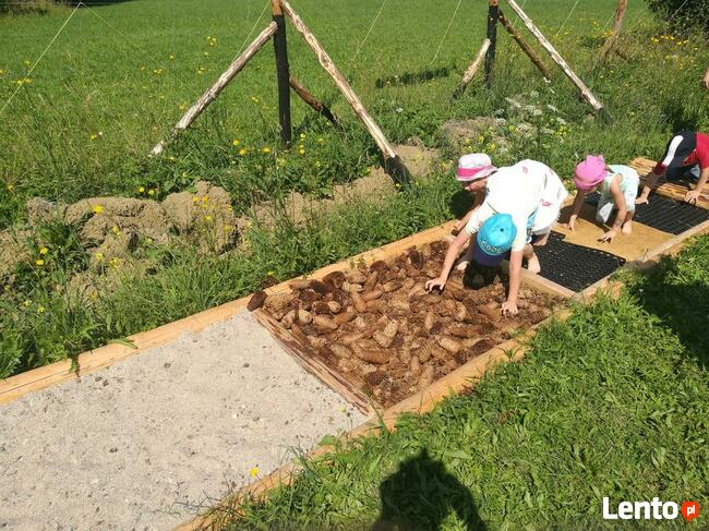 Animator, urodziny, wesela, pikniki rodzinne