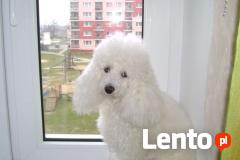 Strzyżenie psów Tczew-Labandt