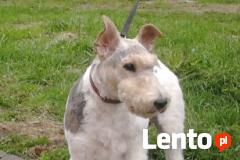 Strzyżenie psów Tczew-Labandt