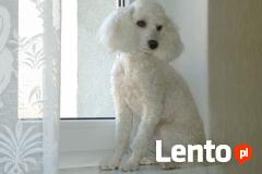 Strzyżenie psów Tczew-Labandt