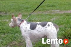 Strzyżenie psów Tczew-Labandt