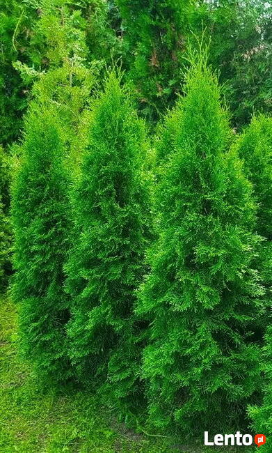 Tuja Szmaragd, thuja, tuje Smaragd wys 100 cm