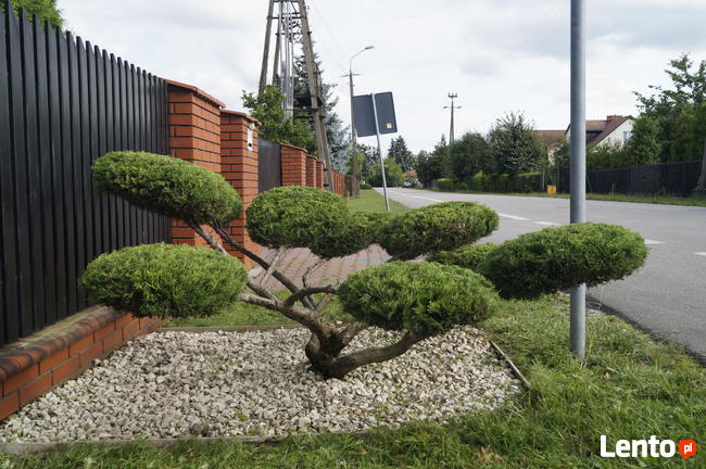 Formowanie i przycinanie drzew i krzewów, spirale, bonsai