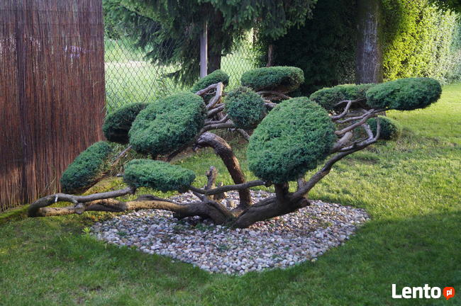 Formowanie i przycinanie drzew i krzewów, spirale, bonsai