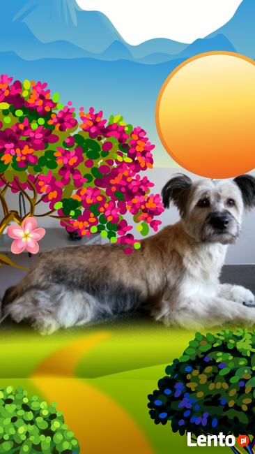 Strzyżenie psa, fryzjer dla psa, grooming - Warszawa Wawer