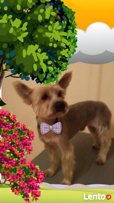 Strzyżenie psa, fryzjer dla psa, grooming - Warszawa Wawer