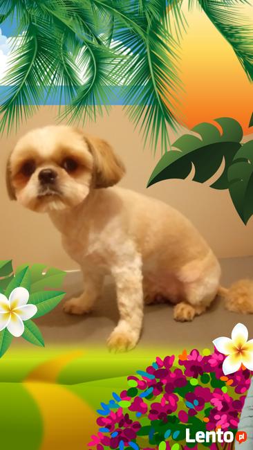 Strzyżenie psa, fryzjer dla psa, grooming - Warszawa Wawer