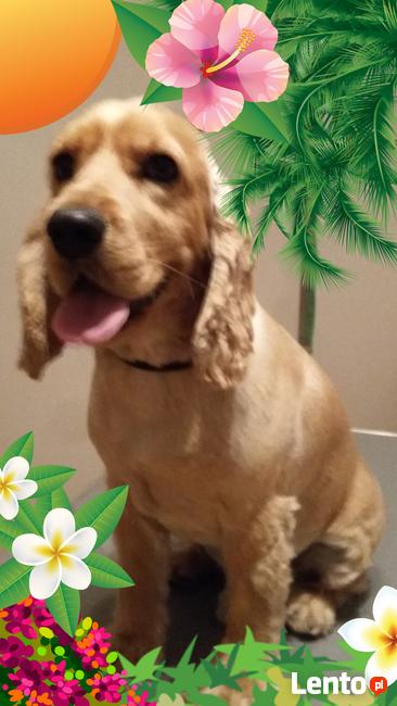 Strzyżenie psa, fryzjer dla psa, grooming - Warszawa Wawer