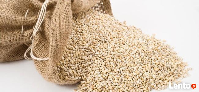 Kompletna Uniwersalna Linia do produkcji KASZY - OPTIMATIK