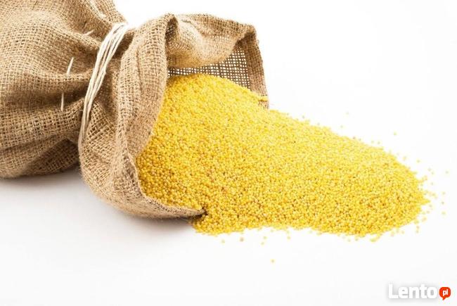 Kompletna Uniwersalna Linia do produkcji KASZY - OPTIMATIK