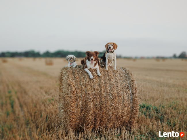 Pozytywne szkolenie psów Woof Woof - Trener psów i