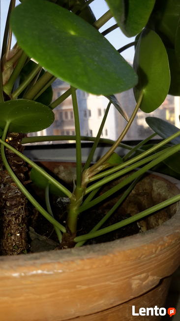Sprzedam pieniążek (Pilea Peperomioides)