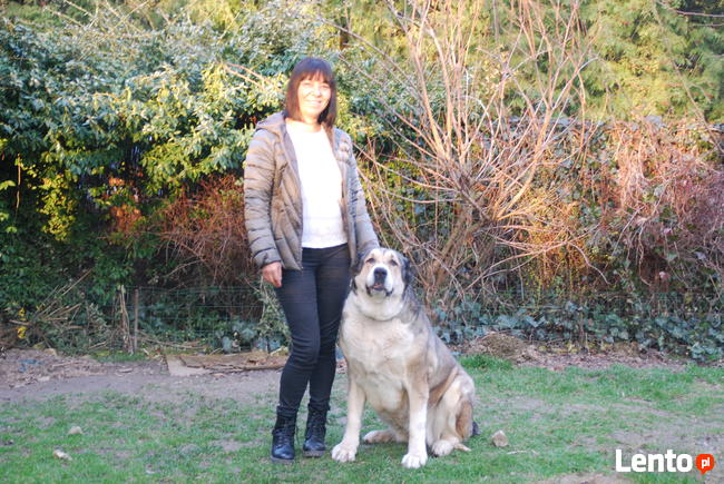 Profesjonalne szkolenie psów - behawiorysta