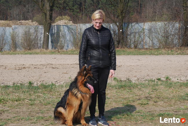 Profesjonalne szkolenie psów - behawiorysta