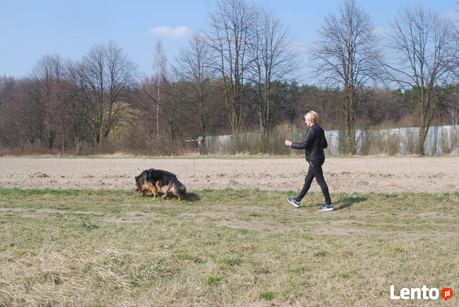 Profesjonalne szkolenie psów - behawiorysta