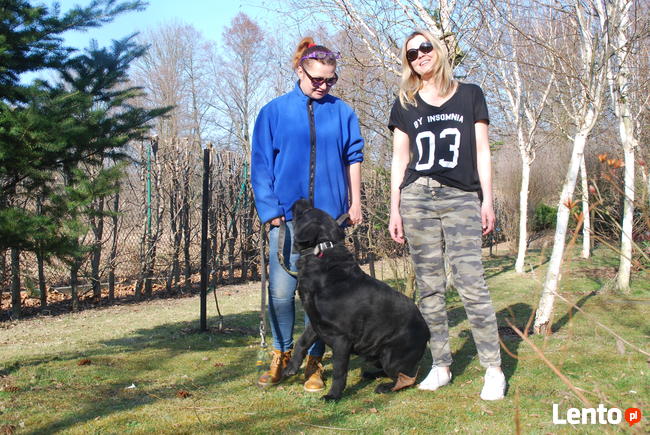 Profesjonalne szkolenie psów - behawiorysta