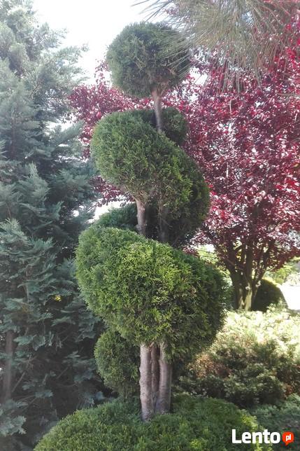 Trawniki, systemy nawadniania, cięcia ozdobne iglaków