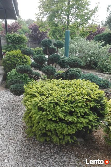 Projektowanie, urządzanie oraz pielęgnacja ogrodów i terenów